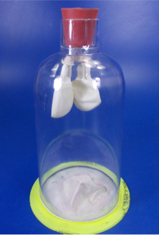 Model of functional lung Model of functional lung